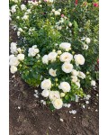 Rose Artemis фото